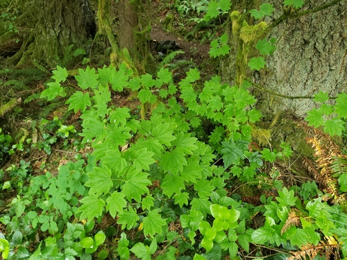 Acer circinatum