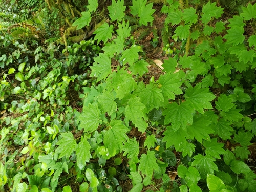 Acer circinatum