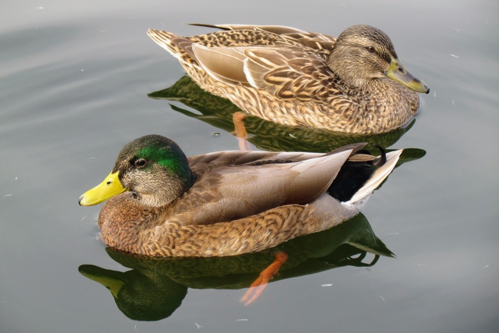 Mallard × Mexican Duck
