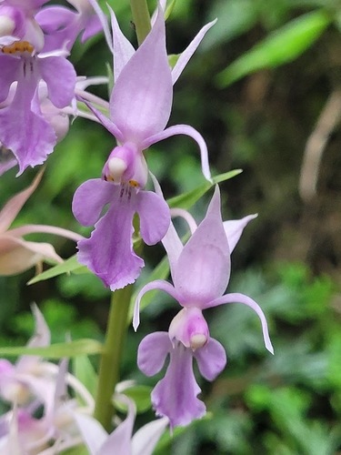 Calanthe reflexa