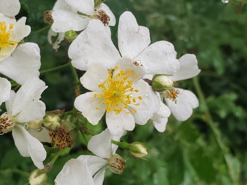 Rosa multiflora