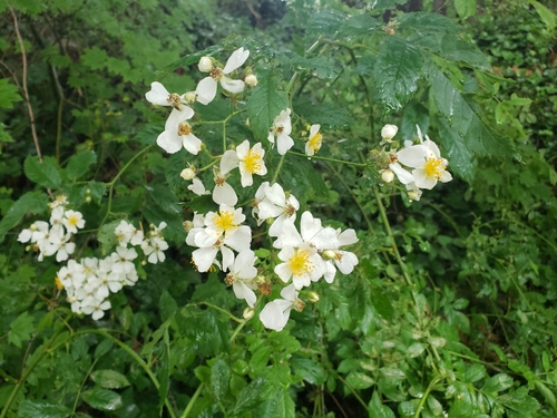 Rosa multiflora