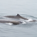 Baird's Beaked Whale - Photo (c) James Maughn, some rights reserved (CC BY-NC), uploaded by James Maughn