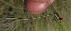 Pseudagrion sjoestedti