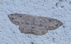 Cyclophora pendulinaria