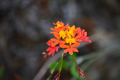 Epidendrum fulgens