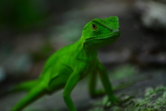 Enyalius iheringii