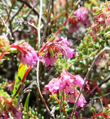 Thread Heath (Erica filiformis)