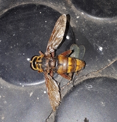 Milesia crabroniformis