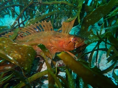 Longnose Weedfish photo 5