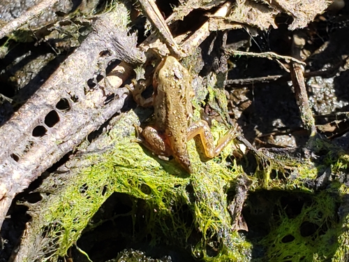 Pacific chorus frog photographed in Washington