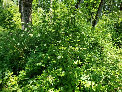 Image of Viburnum ellipticum by (c) Gavin Slater, some rights reserved (CC BY)