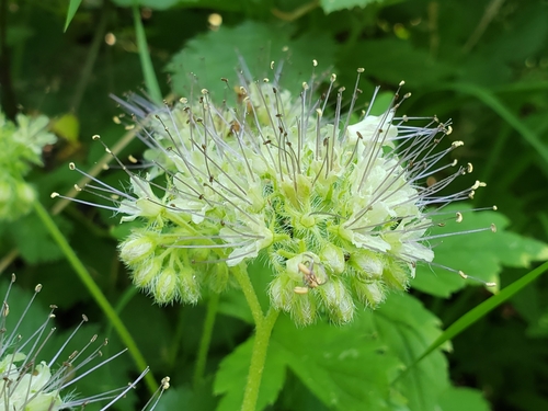 Pacific waterleaf (Hydrophyllum tenuipes)