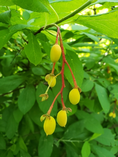 Indian plum (Oemleria cerasiformis)