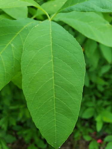 Oemleria cerasiformis