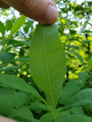 Oemleria cerasiformis