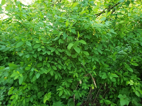 Oemleria cerasiformis