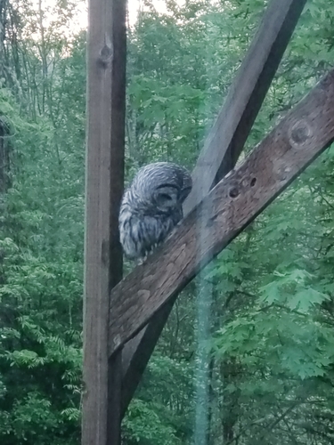 Barred Owl photographed in Washington