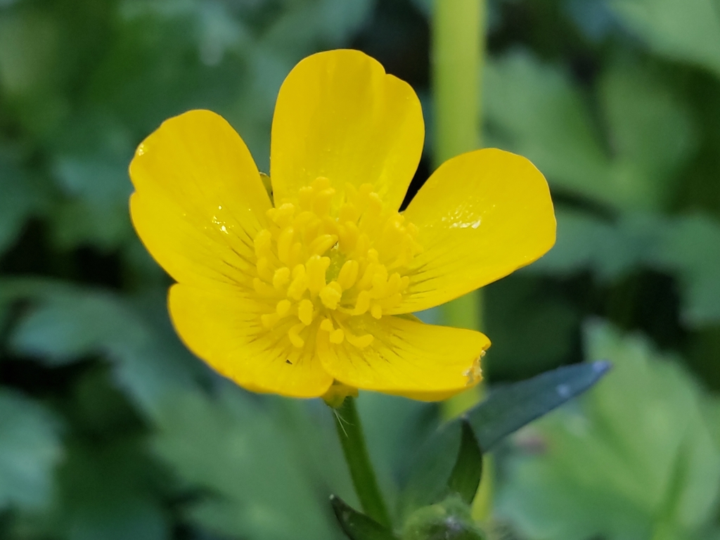 Ranunculus repens, Washington, US