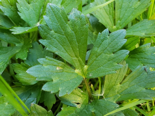 Ranunculus repens