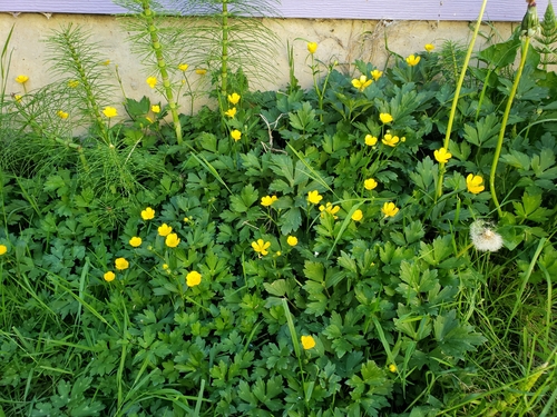 Ranunculus repens