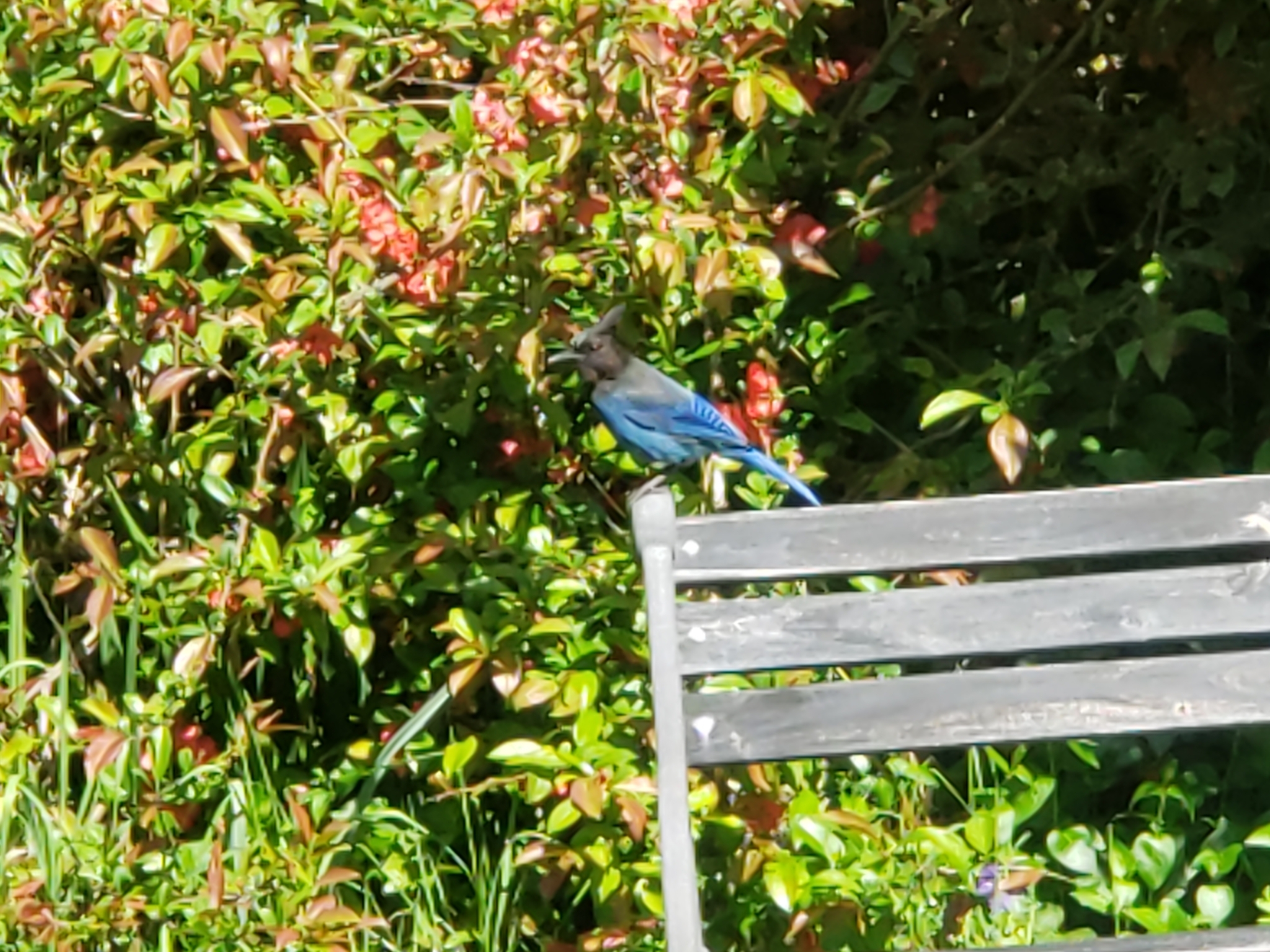 Steller's Jay illustration