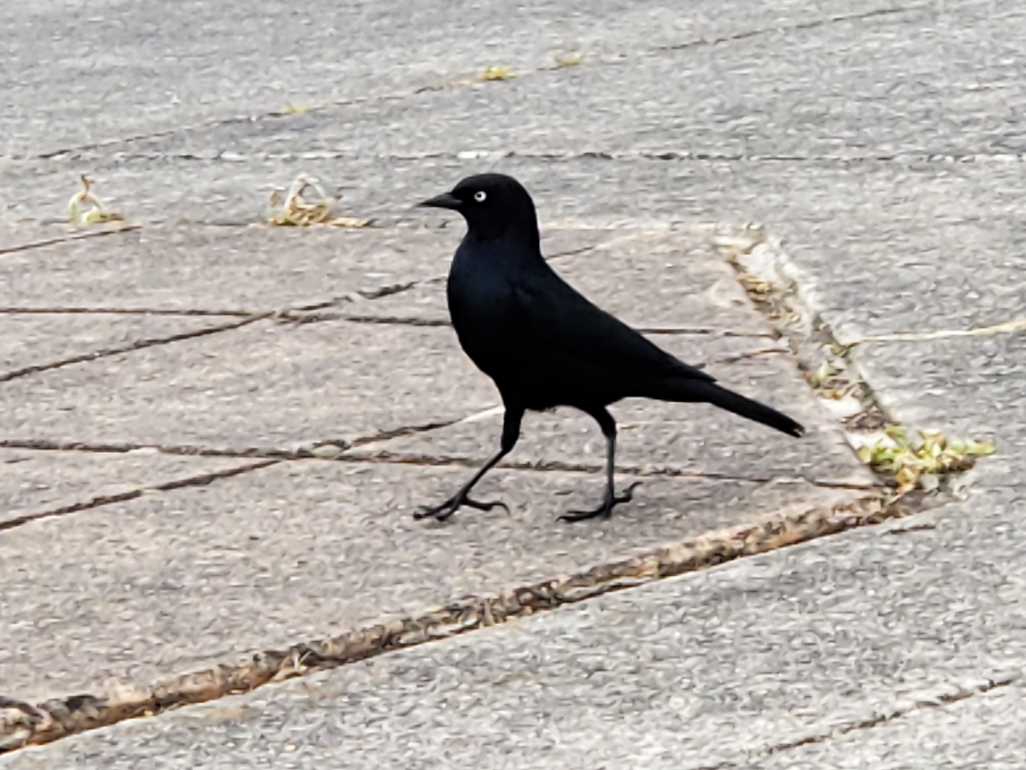 Brewer's Blackbird (Euphagus cyanocephalus)