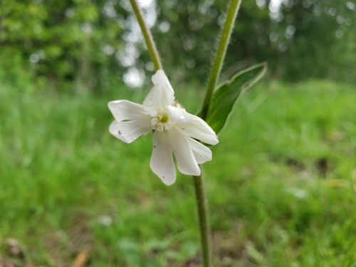 Silene latifolia