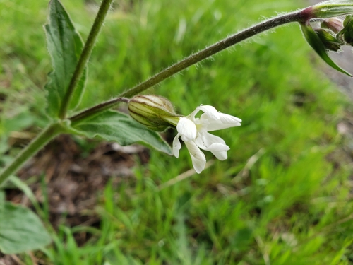 Silene latifolia