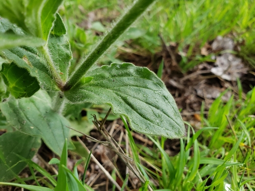 Silene latifolia