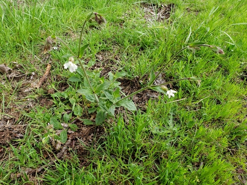 Silene latifolia