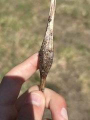 Gnorimoschema gallaespeciosum gall