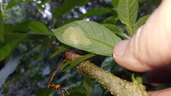 Placidina euryanassa