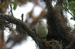 Camarhynchus pallidus