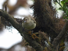 Camarhynchus pallidus