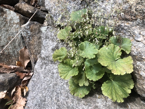 Heuchera parviflora Bartl.