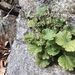 Small-flowered Alumroot - Photo (c) lboggess, some rights reserved (CC BY-NC), uploaded by lboggess