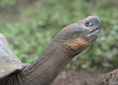 Chelonoidis niger donfaustoi