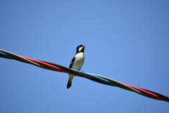 Sporophila lineola