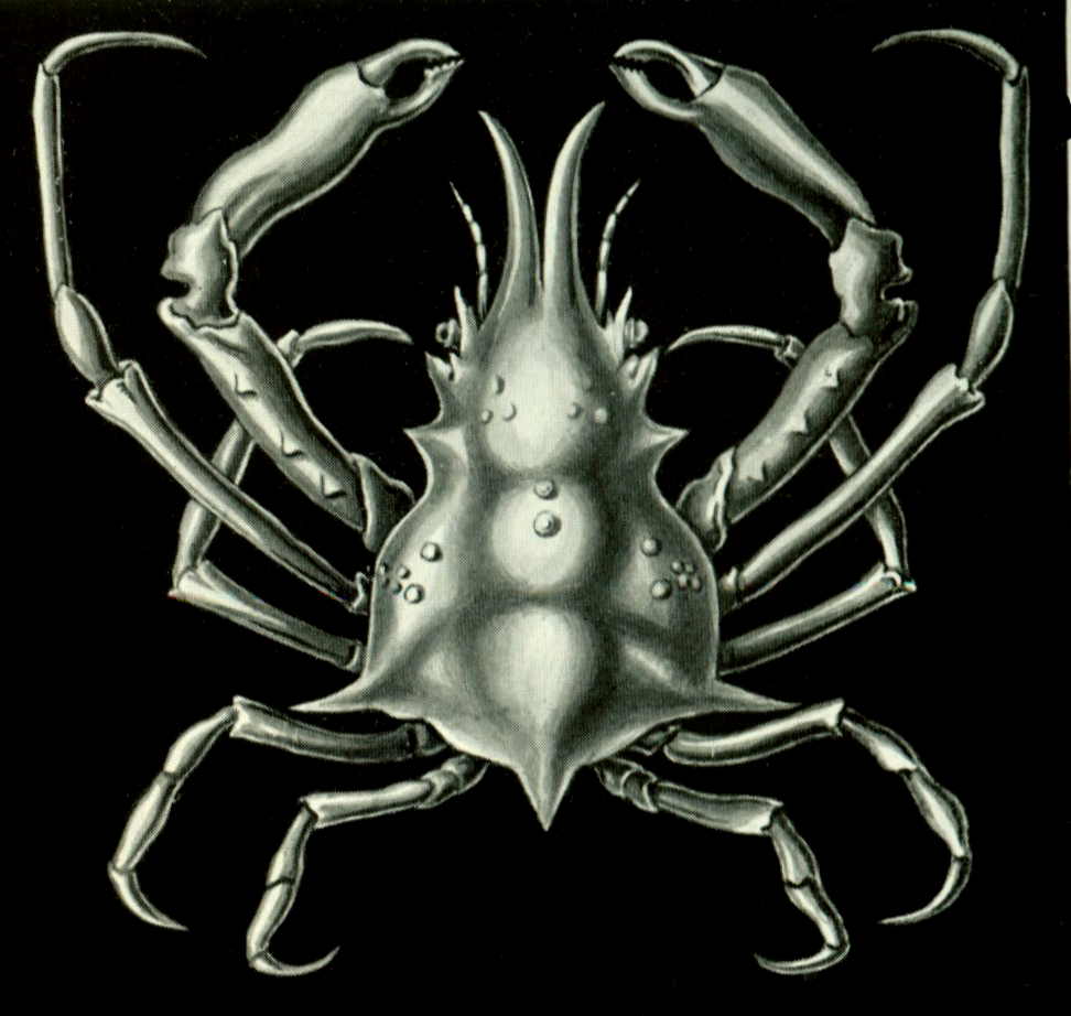 Gibb's Sea Spider