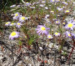 Felicia tenella