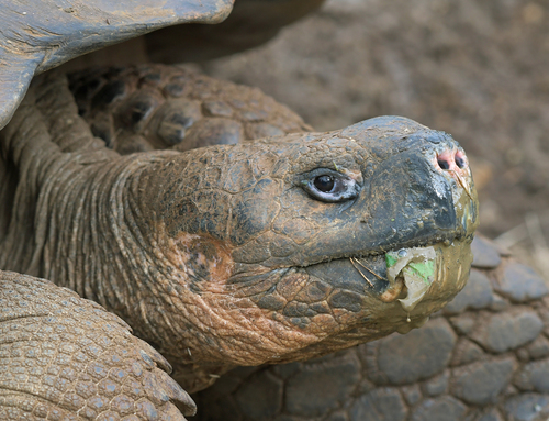 Eastern Santa Cruz Giant Tortoise (Subspecies Chelonoidis niger ...