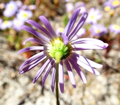 Felicia tenella