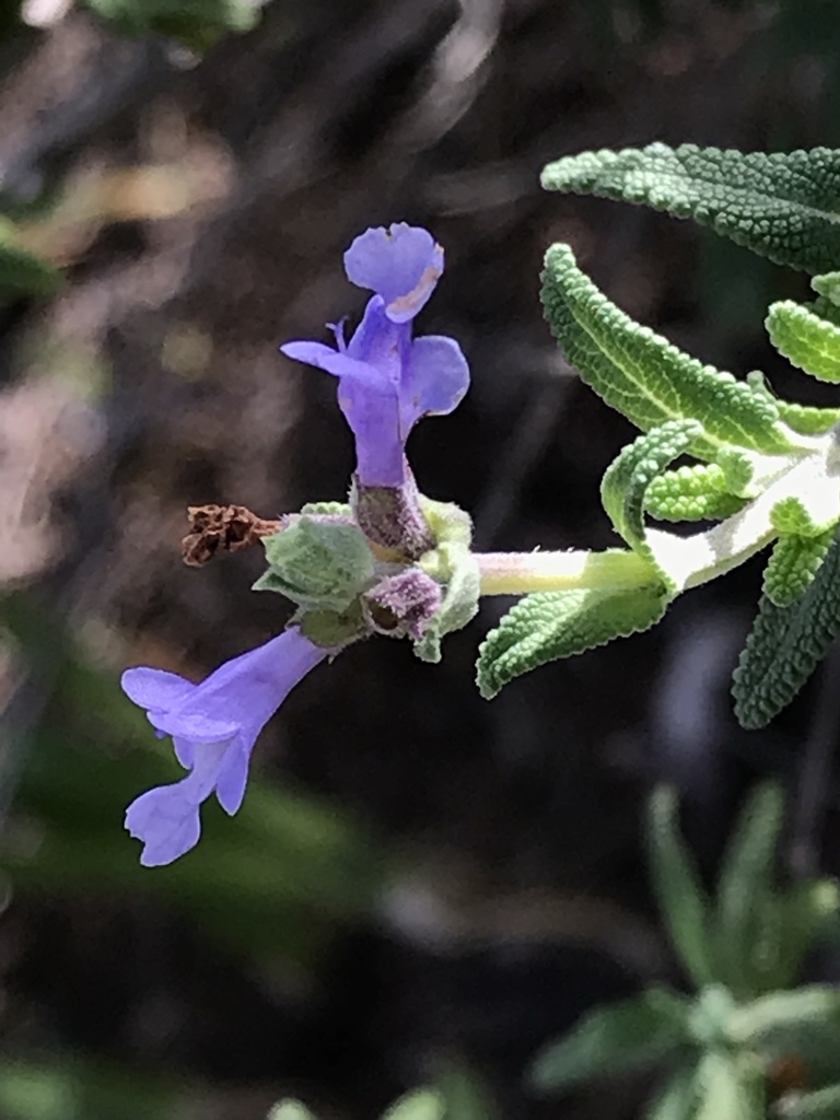 Brandegee's sage from 540 Gage Ln, San Diego, CA, US on December 4