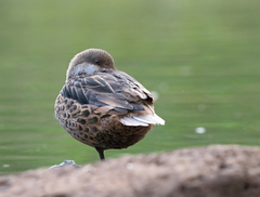 Anas bahamensis galapagensis