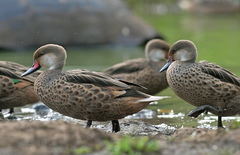 Anas bahamensis galapagensis