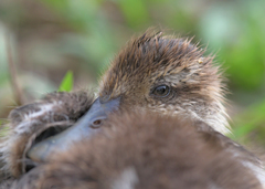 Anas bahamensis galapagensis