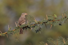 Emberiza buchanani