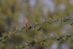 Emberiza buchanani