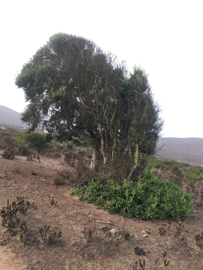 Quillaja saponaria, Puerto Oscuro, Canela, Coquimbo, CL